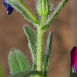 Echium modestum