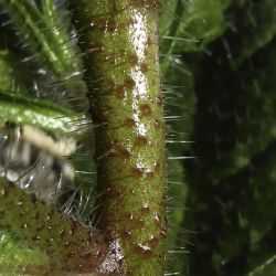 Echium petiolatum