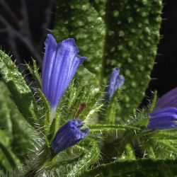 Echium petiolatum