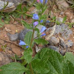 Echium petiolatum