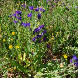 Echium plantagineum