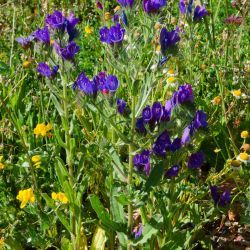 Echium plantagineum