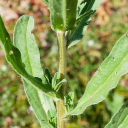 Echium plantagineum
