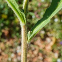 Echium plantagineum