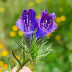 Echium plantagineum