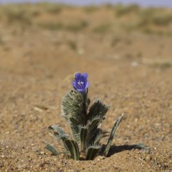 Echium trygorrhizum