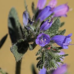Echium trygorrhizum
