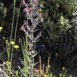 Echium tuberculatum