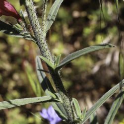 Echium tuberculatum