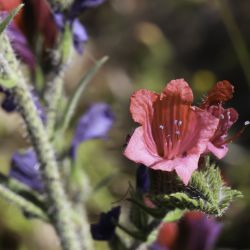 Echium tuberculatum