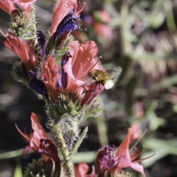 Echium tuberculatum