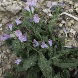 Echium velutinum subsp. versicolor