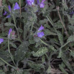 Echium velutinum subsp. versicolor