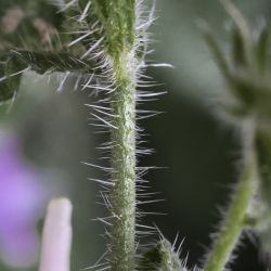 Echium velutinum subsp. versicolor