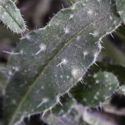 Echium velutinum subsp. versicolor