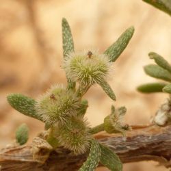 Euploca rariflora subsp. rariflora