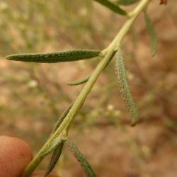 Euploca rariflora subsp. rariflora