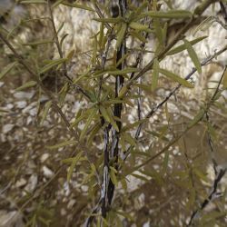Euploca rariflora subsp. rariflora