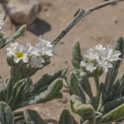 Heliotropium gr. bacciferum