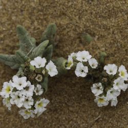 Boraginaceae