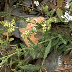 Heliotropium ramosissimum