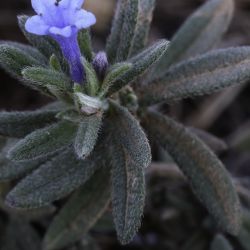 Lithodora maroccana