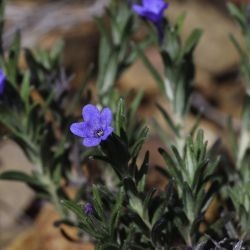 Lithodora prostrata subsp. lusitanica