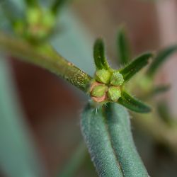 Lithospermum arvense