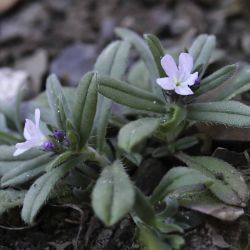 Lithospermum arvense