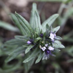 Lithospermum arvense