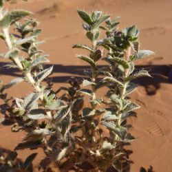 Moltkiopsis ciliata