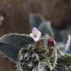 Moltkiopsis ciliata