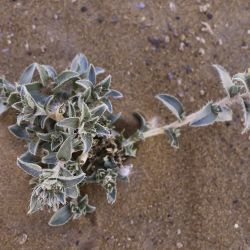 Moltkiopsis ciliata