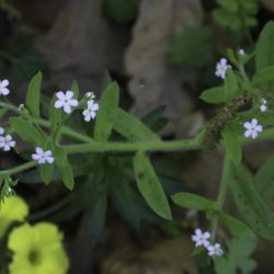 Myosotis welwitschii