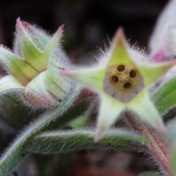 Nonea calycina