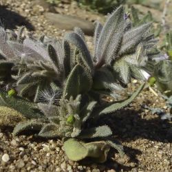 Nonea calycina