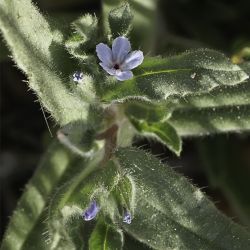 Nonea micrantha