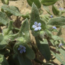 Nonea micrantha