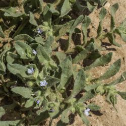 Nonea micrantha