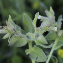Nonea vesicaria