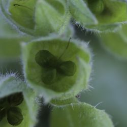 Nonea vesicaria