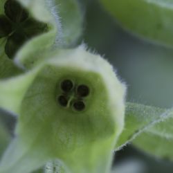 Nonea vesicaria