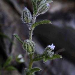 Boraginaceae
