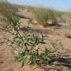 Trichodesma africanum