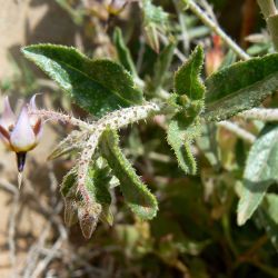 Trichodesma calcaratum var. calcaratum