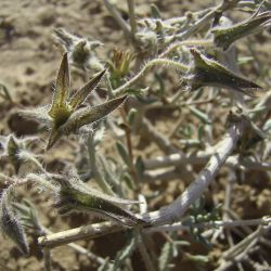 Trichodesma calcaratum var. calcaratum