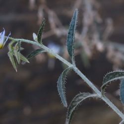 Trichodesma calcaratum var. calcaratum