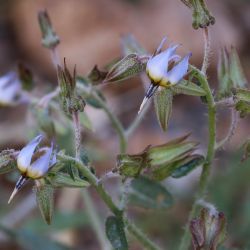 Trichodesma calcaratum var. calcaratum