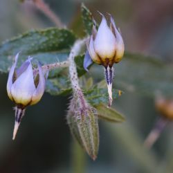 Boraginaceae
