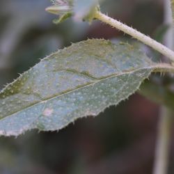 Trichodesma calcaratum var. calcaratum